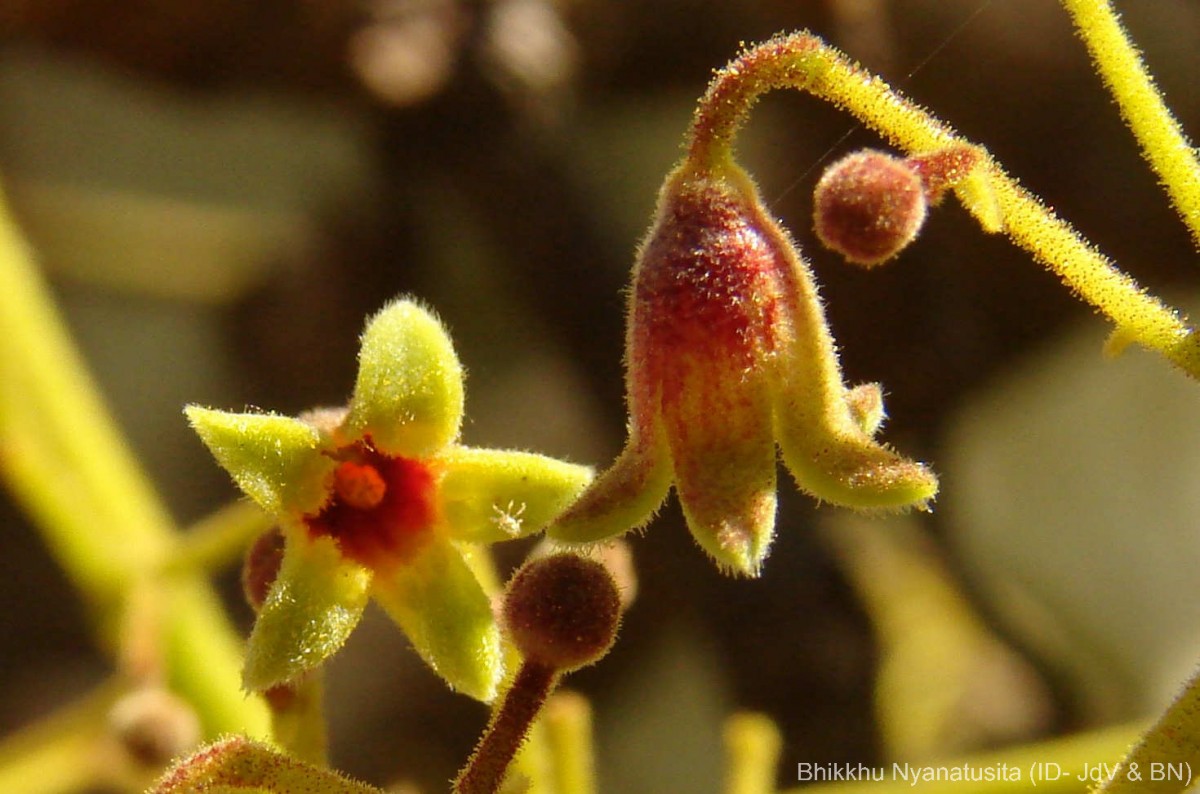 Sterculia urens Roxb.